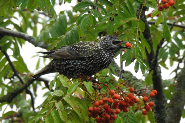 Star auf Beerenstrauch