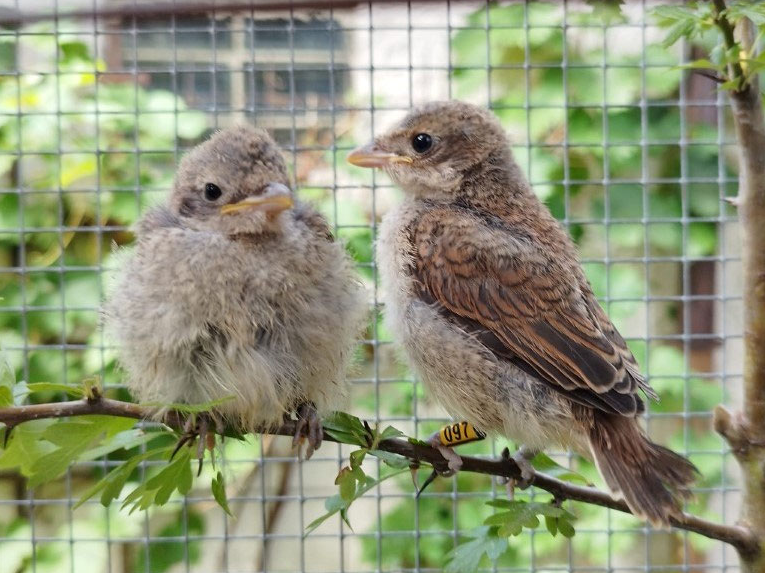 Wildvogelhilfe Leipzig — ehrenamtliche Vogelrettung