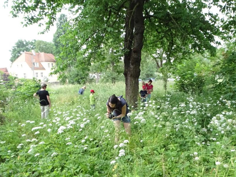 Biene auf Blüte