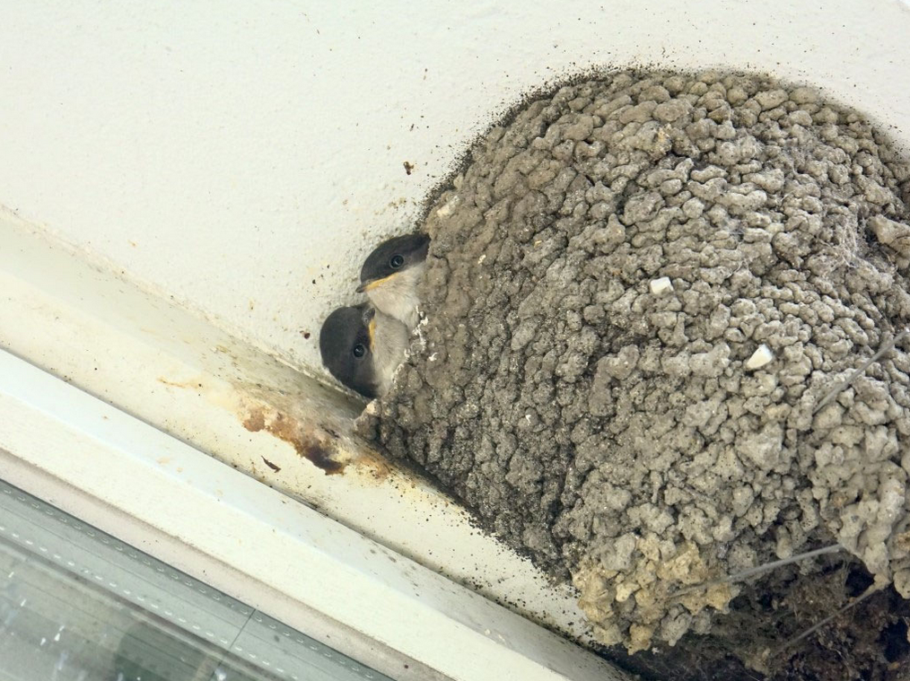 Mehlschwalbe am Nest